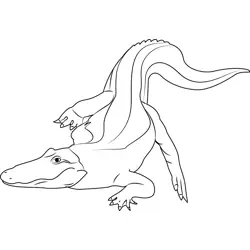 Albino Baby Alligator Free Coloring Page for Kids
