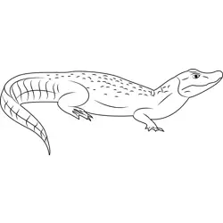 Broad Snouted Caiman Free Coloring Page for Kids