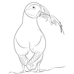 Atlantic Puffin Bird Free Coloring Page for Kids
