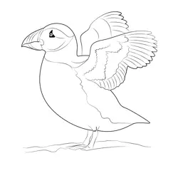 Atlantic Puffin Wing Fly Free Coloring Page for Kids