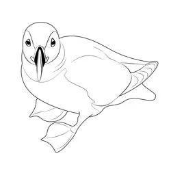 Norway Puffin Birds Free Coloring Page for Kids