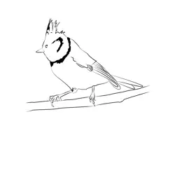 Crested Tit 4 Free Coloring Page for Kids