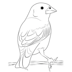 Black Lark Bunting Free Coloring Page for Kids