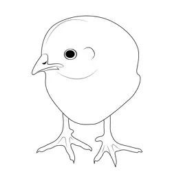 Baby Chick Free Coloring Page for Kids