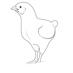 Chick Free Coloring Page for Kids
