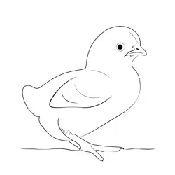 Cute Chicks Free Coloring Page for Kids