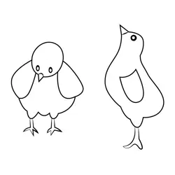 Poultry Chickens
