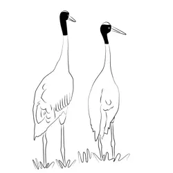 Crane 3 Free Coloring Page for Kids