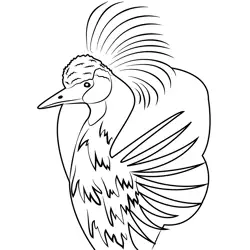 Grey Crowned Crane Free Coloring Page for Kids