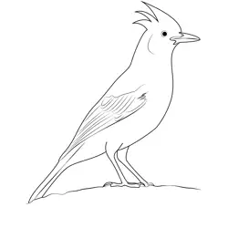 A Steller's Jay Free Coloring Page for Kids