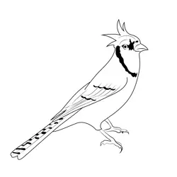 Blue Jay 1 Free Coloring Page for Kids
