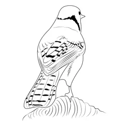 Blue Jay 10 Free Coloring Page for Kids