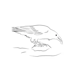 Carrion Crow 5 Free Coloring Page for Kids