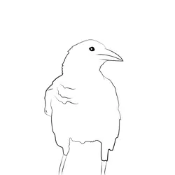 Carrion Crow 7 Free Coloring Page for Kids
