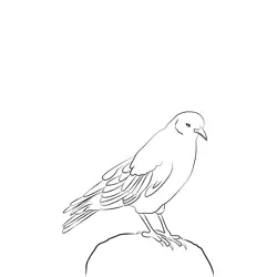 Chough 1 Free Coloring Page for Kids