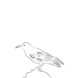 Chough 9 Free Coloring Page for Kids