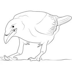 Common Raven Standing