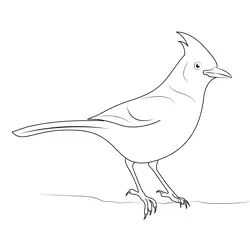 Stellers Jay Wating For A Meal Free Coloring Page for Kids