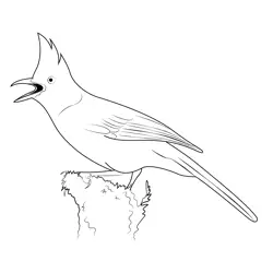 Stellers Jay Free Coloring Page for Kids
