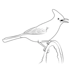 Winter Stellers Jay Bird Free Coloring Page for Kids