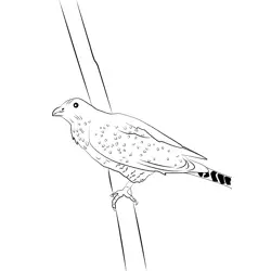 Asian Koel 7 Free Coloring Page for Kids