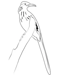 Beautiful Road Runner Bird Free Coloring Page for Kids