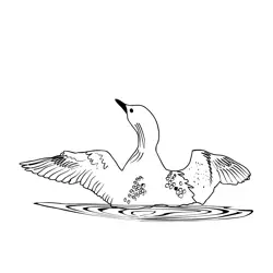 Black-throated loon 1 Free Coloring Page for Kids