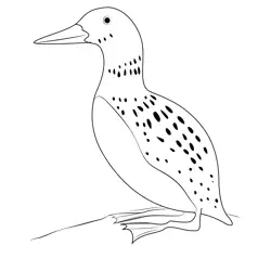Common Loon Free Coloring Page for Kids