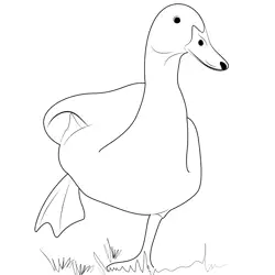 Beautiful White Duck Free Coloring Page for Kids