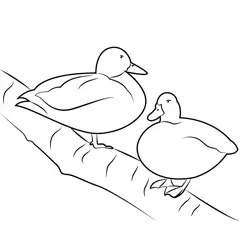 Ducks Standing On Log
