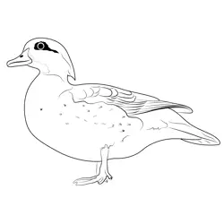 Female Wood Duck Free Coloring Page for Kids