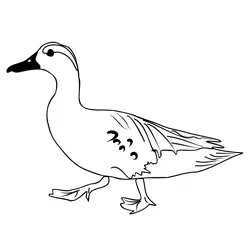 Garganey 1 Free Coloring Page for Kids