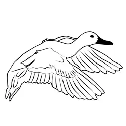 Garganey 3 Free Coloring Page for Kids