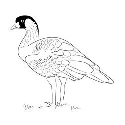 Nene Hawaii State Bird Free Coloring Page for Kids