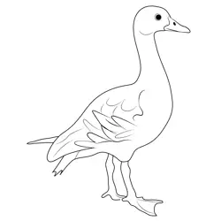 Plumed Whistling Duck 1 Free Coloring Page for Kids