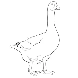 White Runner Ducks Free Coloring Page for Kids
