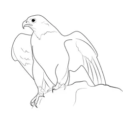 White Gyrfalcon Wing Fly Free Coloring Page for Kids