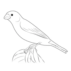 A Male Pine Grosbeak Free Coloring Page for Kids