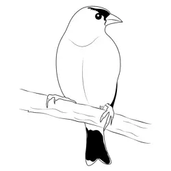 American Goldfinch 5 Free Coloring Page for Kids