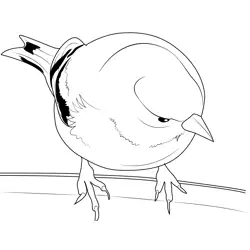 American Goldfinch 9 Free Coloring Page for Kids