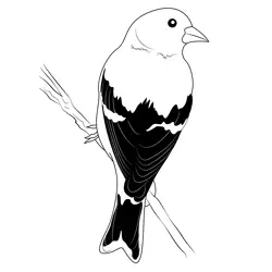 American Goldfinch Female Free Coloring Page for Kids