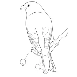Bird Pine Grosbeak Free Coloring Page for Kids