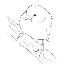 Canary Bird Free Coloring Page for Kids