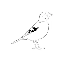 Chaffinch 8 Free Coloring Page for Kids