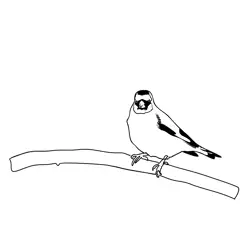 Goldfinch 3 Free Coloring Page for Kids