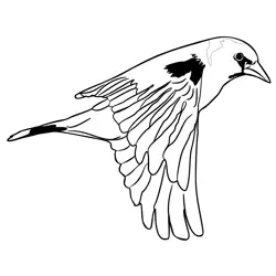 Goldfinch 4 Free Coloring Page for Kids