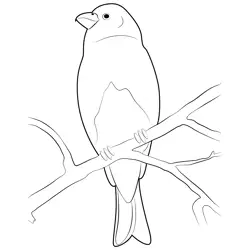 Immature Male Pine Grosbeak Free Coloring Page for Kids