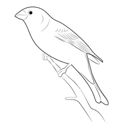 Male Pine Grosbeak Free Coloring Page for Kids