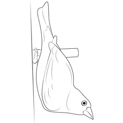 Red Canary Bird Free Coloring Page for Kids