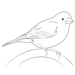 Relax Purple Finch Free Coloring Page for Kids